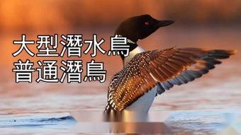 鸟类秘闻在线观看,在线观看探索未知世界 第2张 鸟类秘闻在线观看,在线观看探索未知世界 第2张